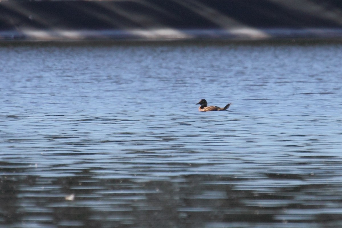 White-headed Duck - António Gonçalves