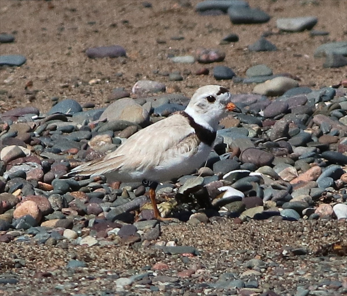 Piping Plover - Chris Peters
