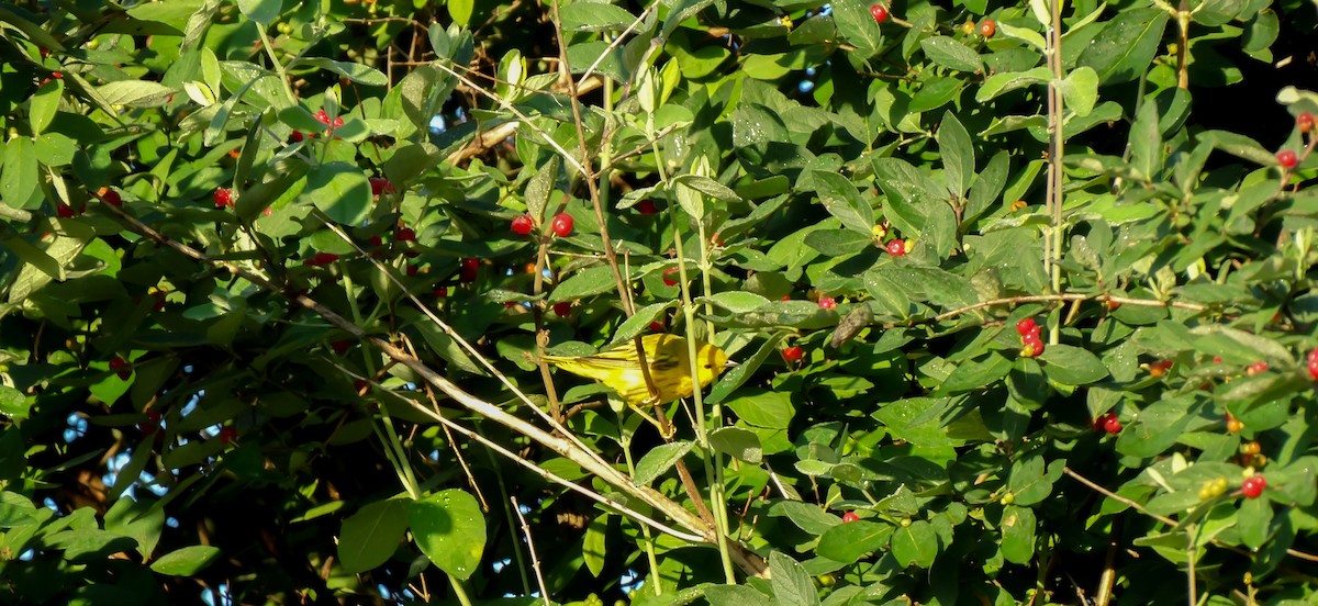 Yellow Warbler - ML62696081
