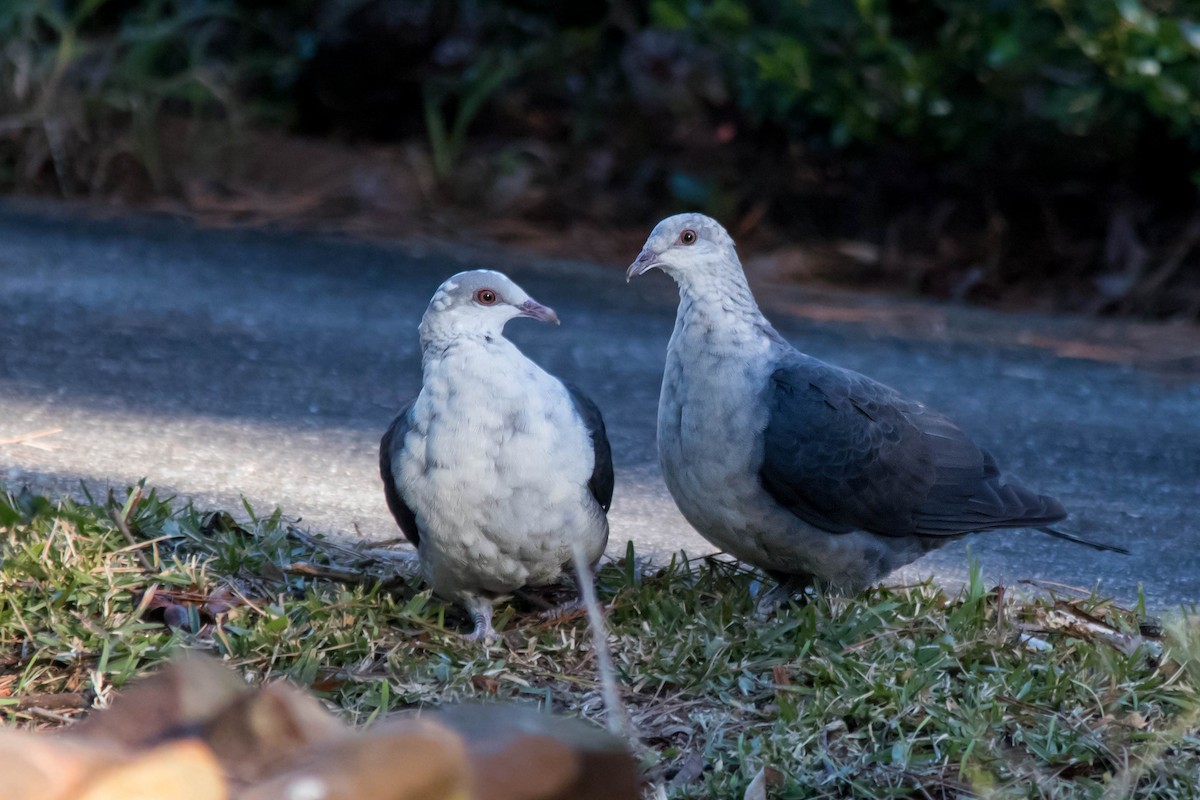 White-headed Pigeon - ML62700681