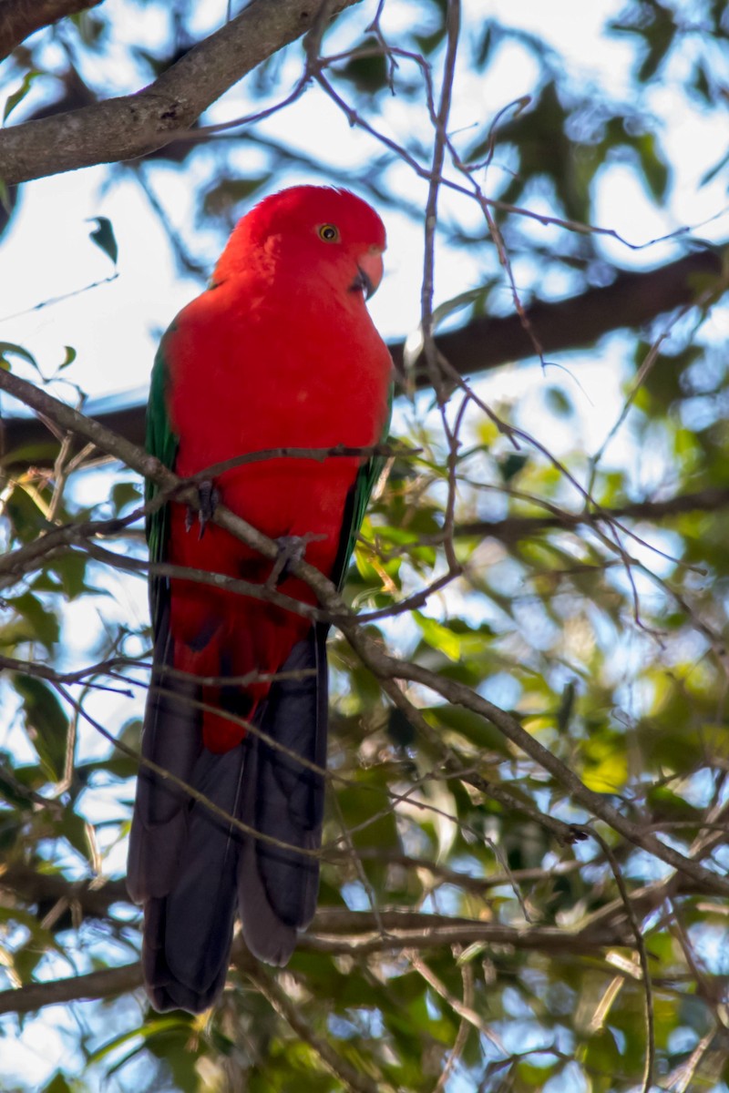 Australian King-Parrot - ML62700861