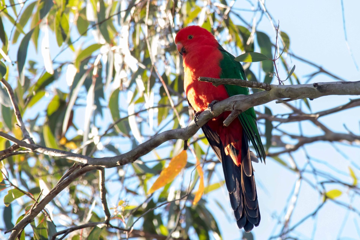 Australian King-Parrot - ML62700881