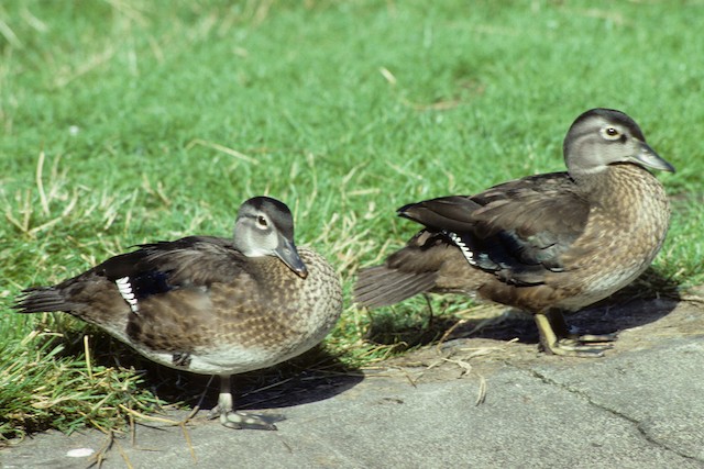 E36-302x store Mandarin Duck