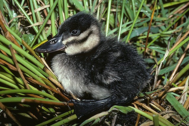Baby Ruddy Duck Ruddy Duck (12331549154) PICRYL Public Domain