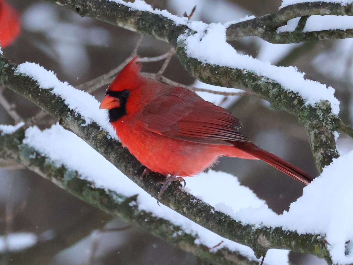 Northern Cardinal ML627012900