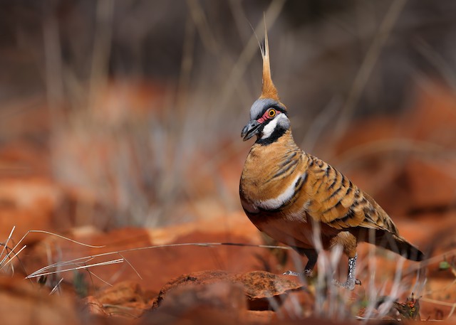 Spinifex Pigeon ML627025426