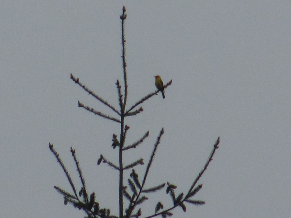 Western Tanager - ML62705171