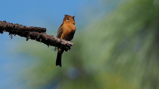  - Tufted Flycatcher