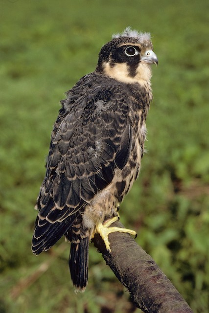 Young female at 27 days, in captivity. - Eurasian Hobby (subbuteo) - 