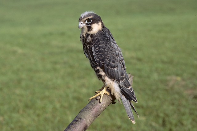 Young male at 29 days, in captivity. - Eurasian Hobby (subbuteo) - 