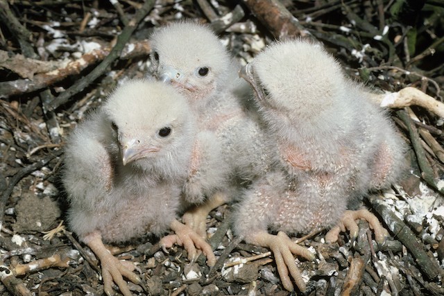 Young at 2 days. - Eurasian Hobby (subbuteo) - 