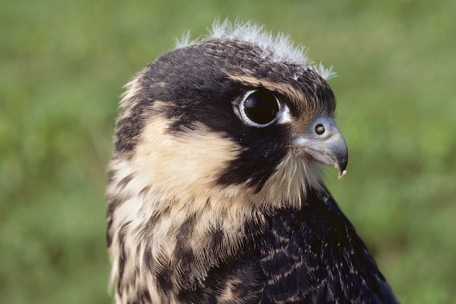 Young male at 29 days, in captivity. - Eurasian Hobby (subbuteo) - 