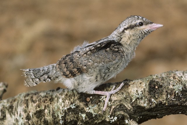 Eurasian Wryneck - Jynx torquilla - Birds of the World