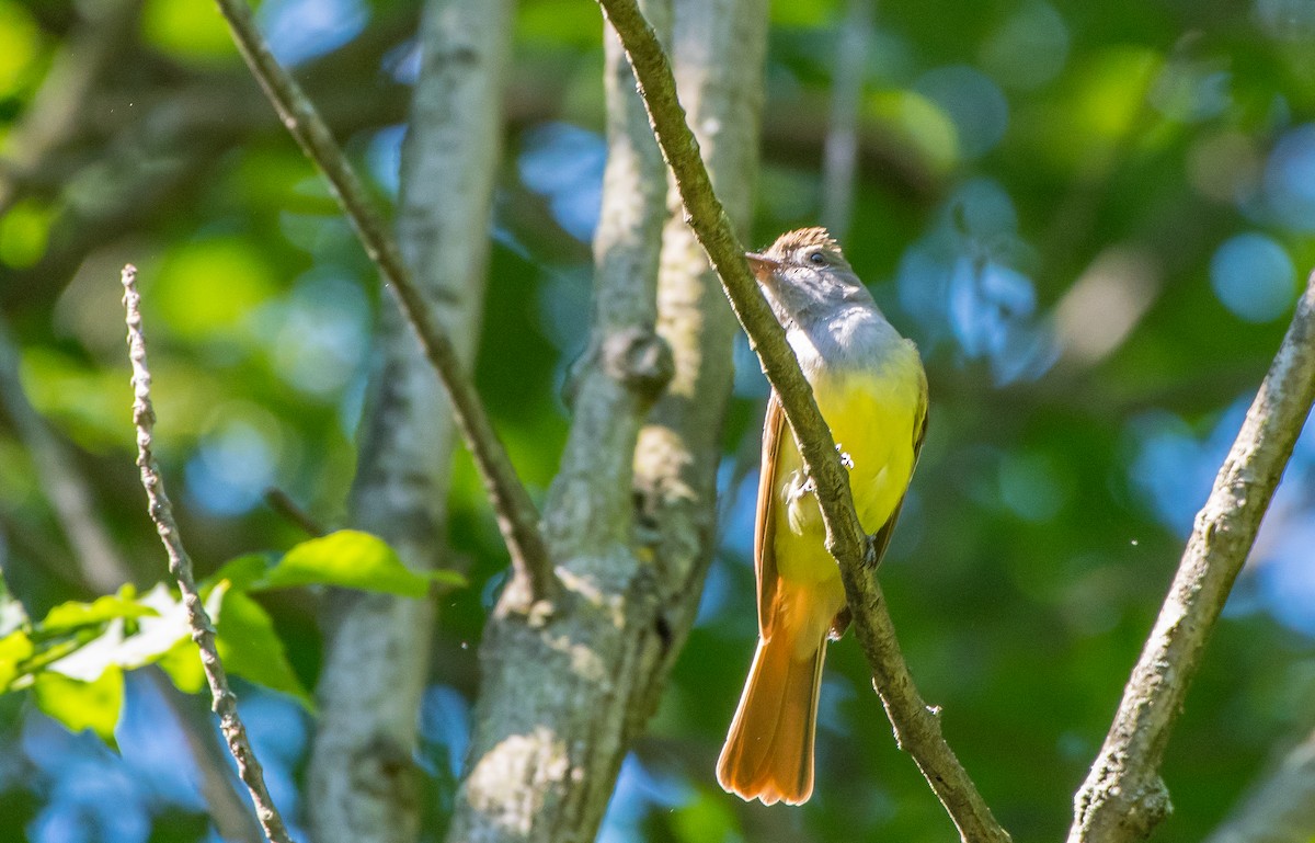 Great Crested Flycatcher - Frank King