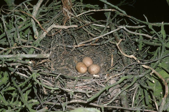 Clutch of three eggs. - Eurasian Hobby (subbuteo) - 