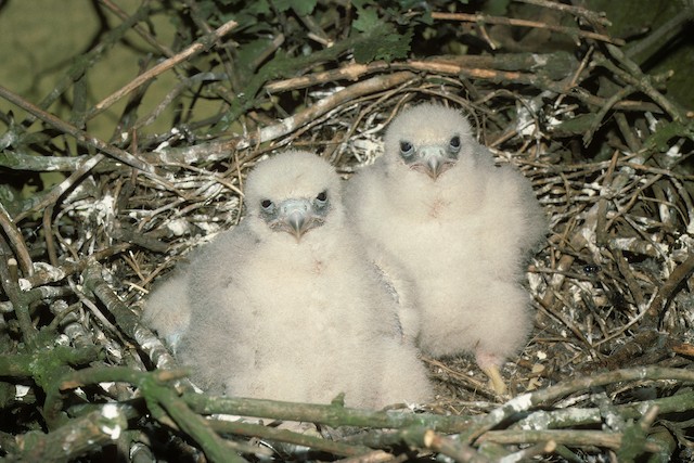Young at ca. 10-15 days. - Eurasian Hobby (subbuteo) - 