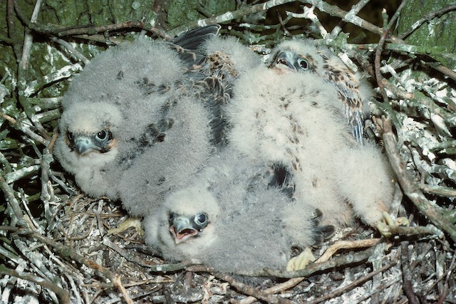 Young at ca. 20 days. - Eurasian Hobby (subbuteo) - 