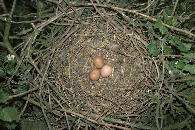 Nest with 3 eggs. - Eurasian Hobby (subbuteo) - 