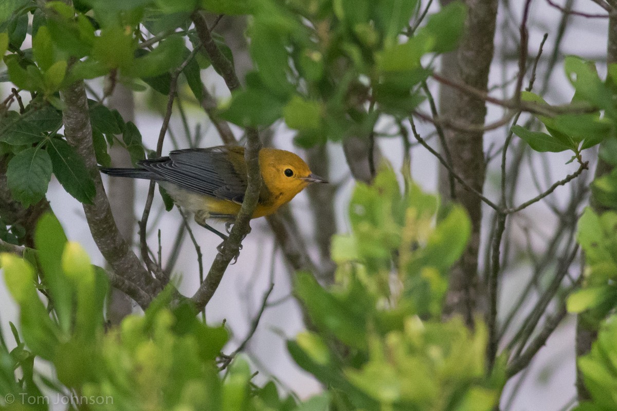 Prothonotary Warbler - ML62707141