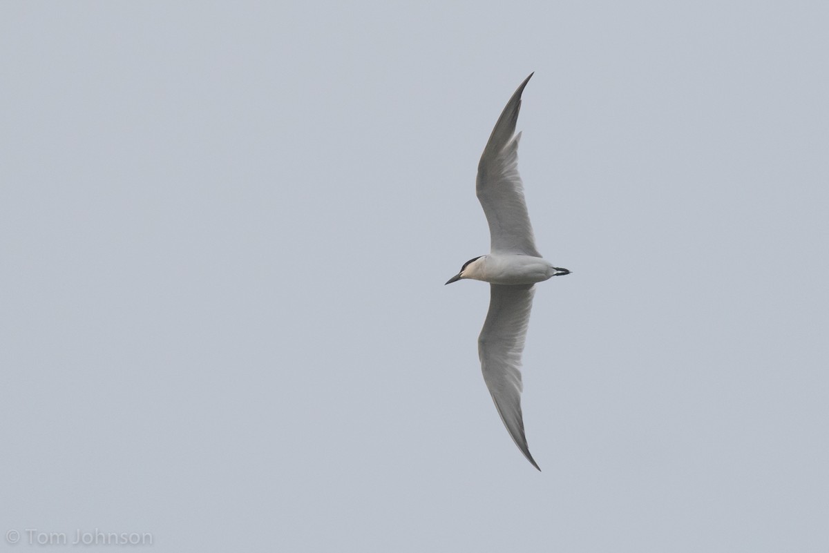 Gull-billed Tern - Tom Johnson