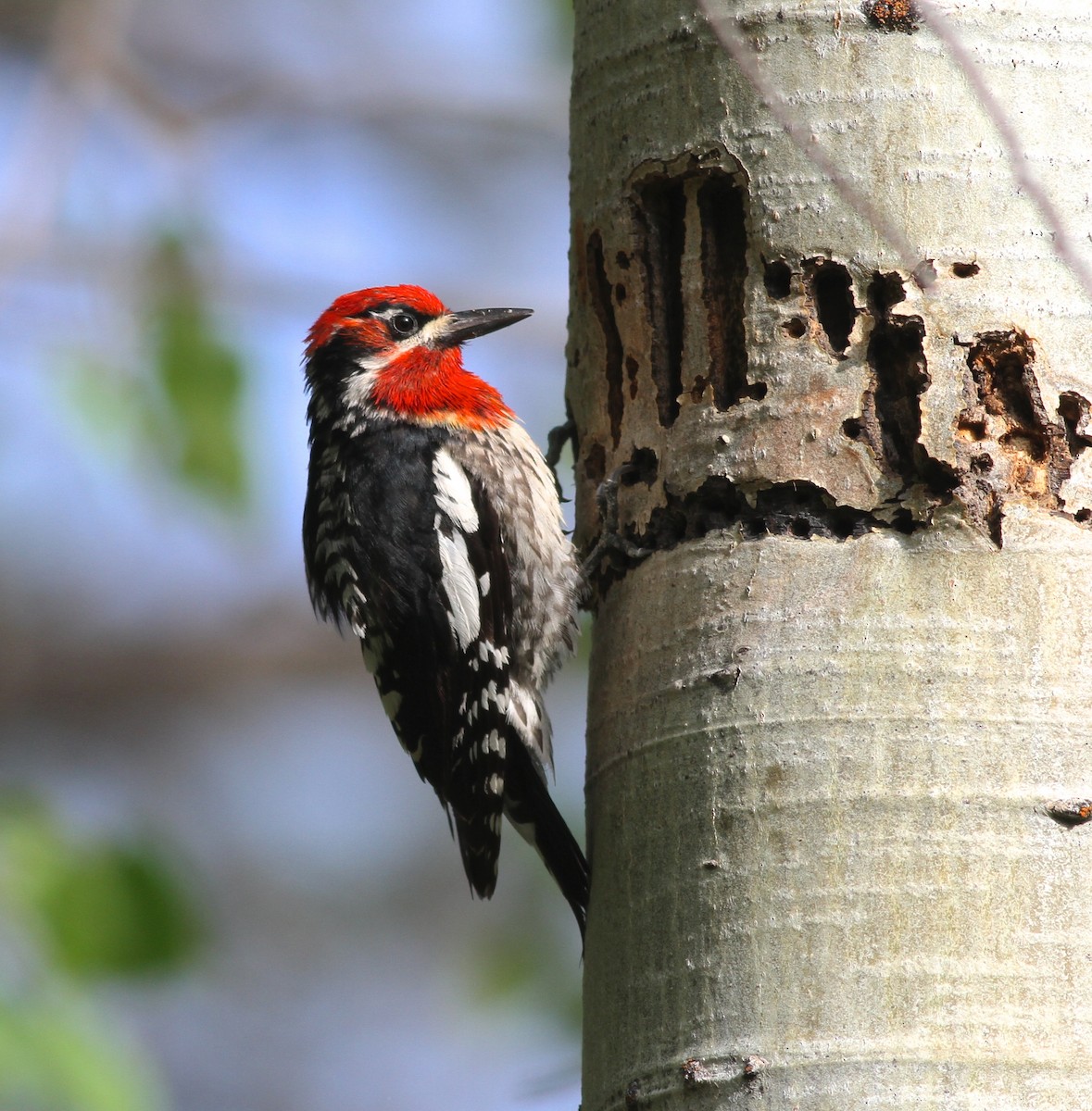 Red-naped x Red-breasted Sapsucker (hybrid) - ML62707371
