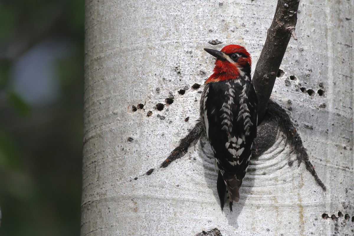 Red-naped x Red-breasted Sapsucker (hybrid) - ML62707381