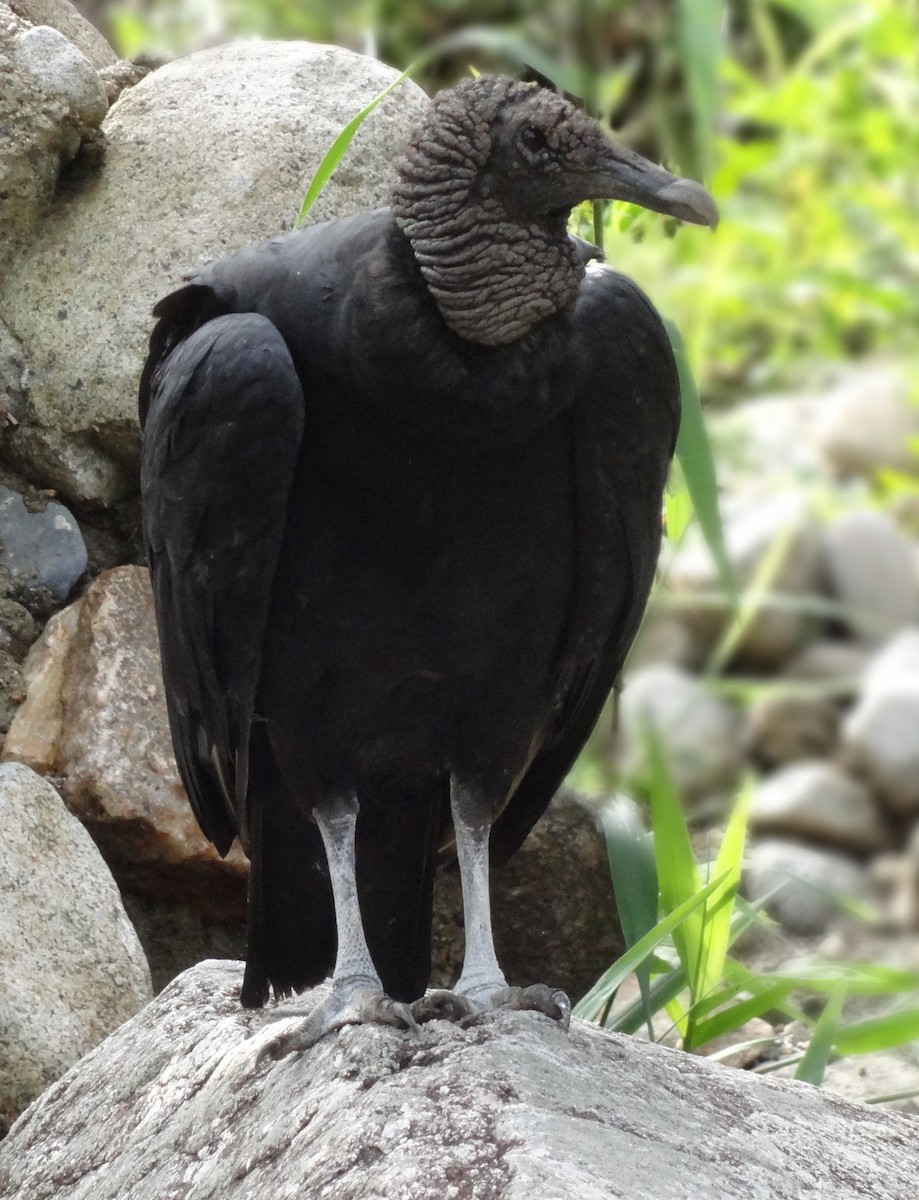 Black Vulture - ML62708961