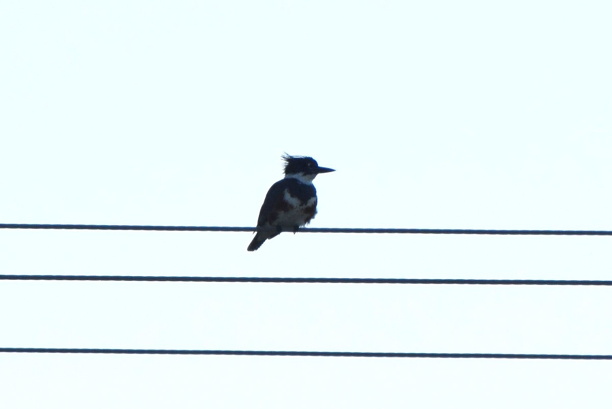 Belted Kingfisher - ML62709221