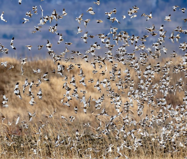 Snow Bunting ML627101098