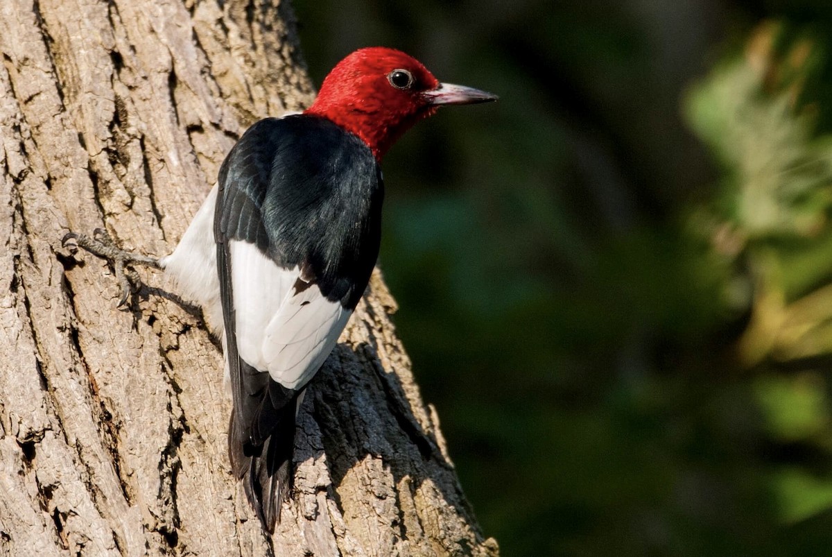 Red-headed Woodpecker - ML62710821