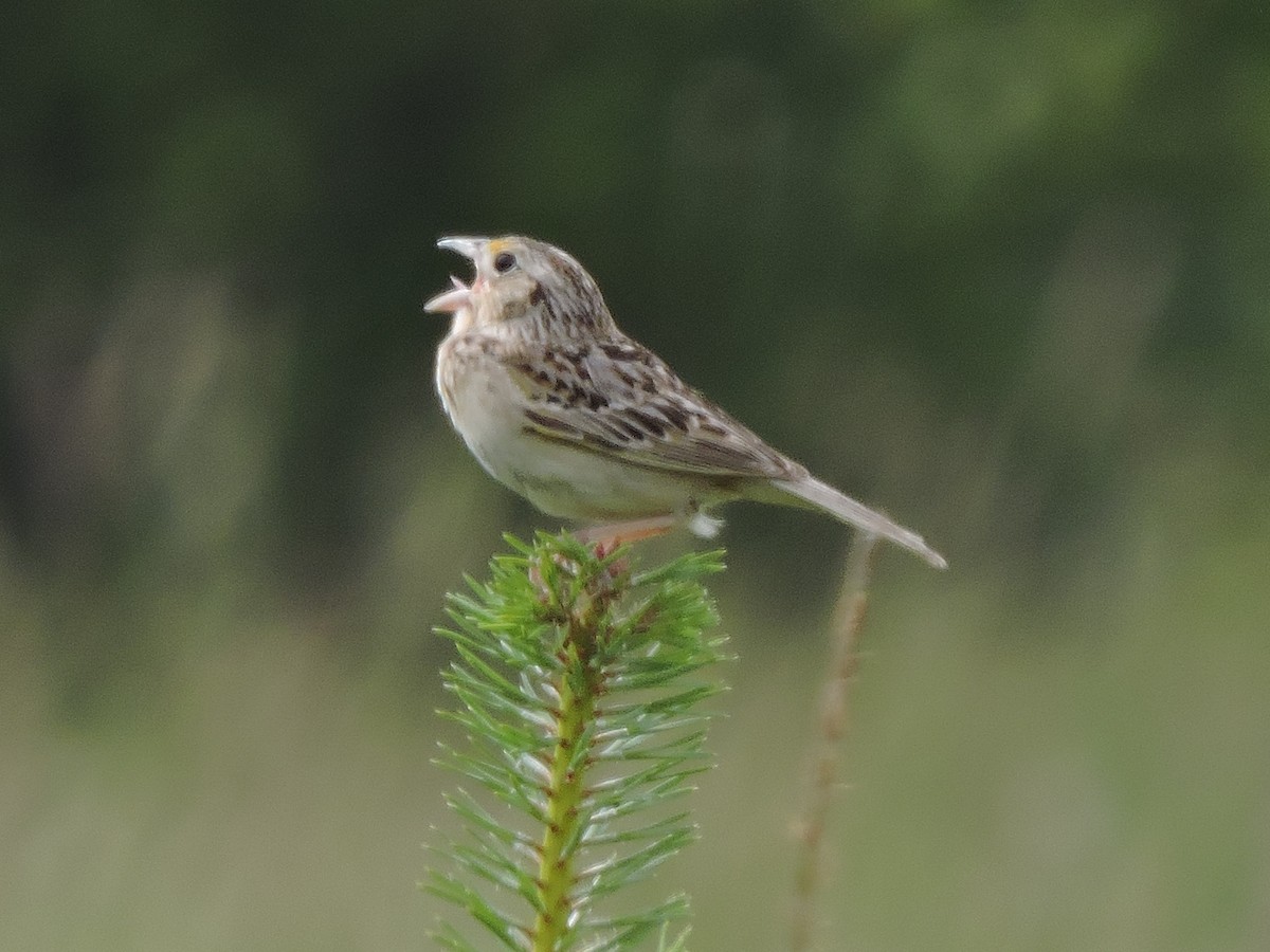 Grasshopper Sparrow - ML62710901