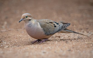 Mourning Dove
