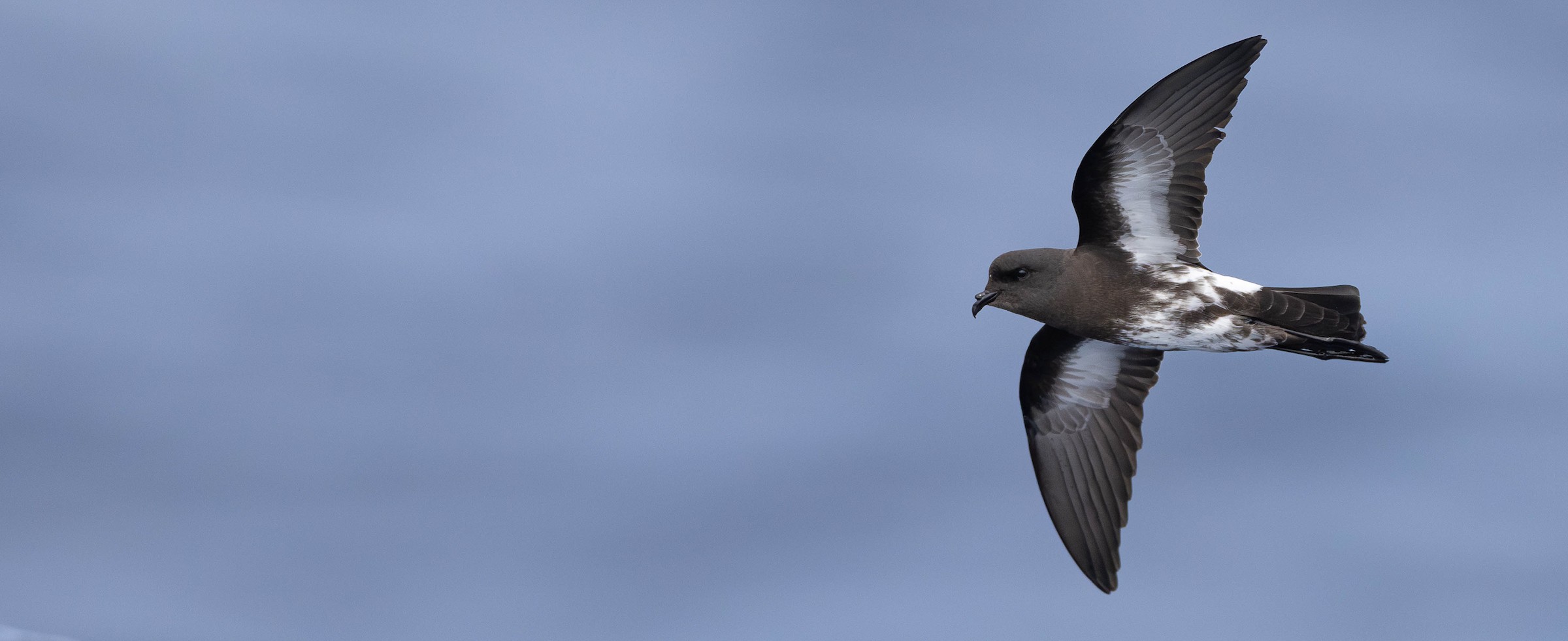 New Zealand Storm-Petrel