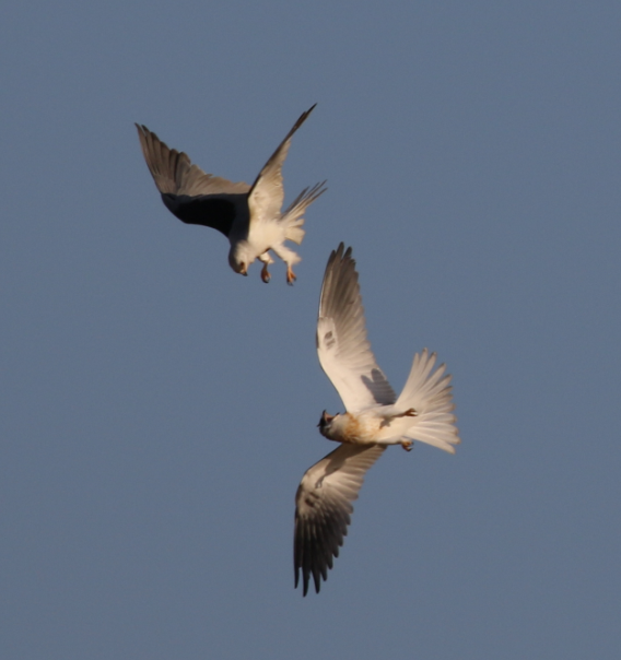 White-tailed Kite - ML62714011