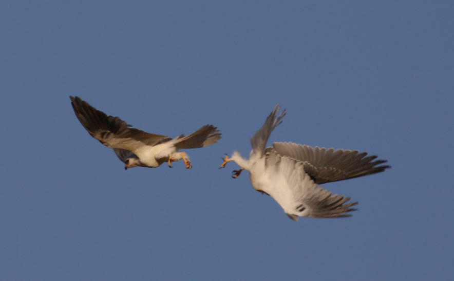 White-tailed Kite - C. Jackson