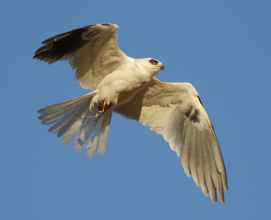 White-tailed Kite - ML62714091