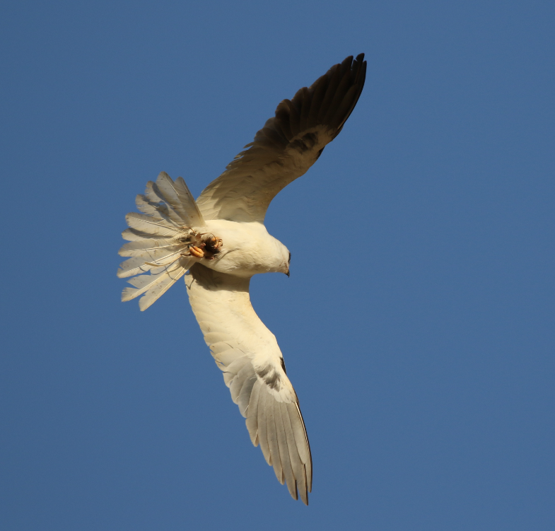 White-tailed Kite - ML62714161