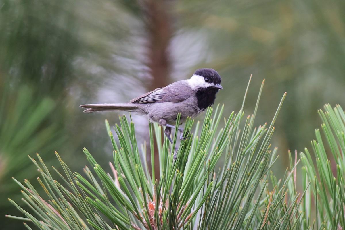 Mexican Chickadee - Mike Charest