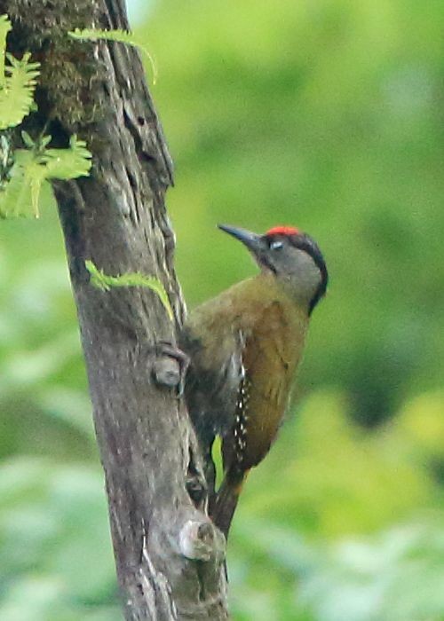 Gray-headed Woodpecker - Arnab Pal