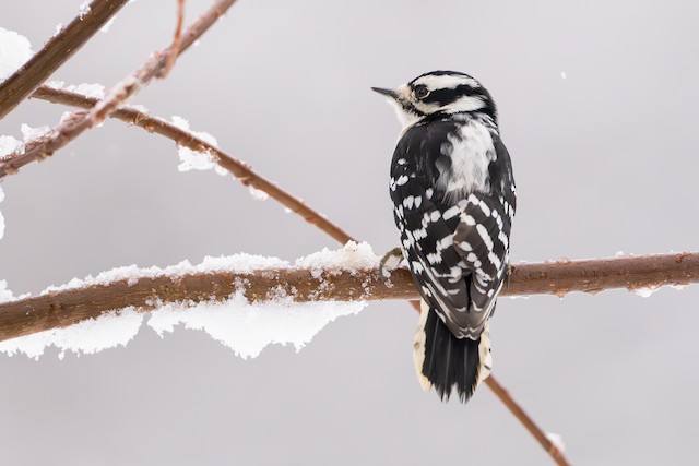 Downy Woodpecker ML627165190