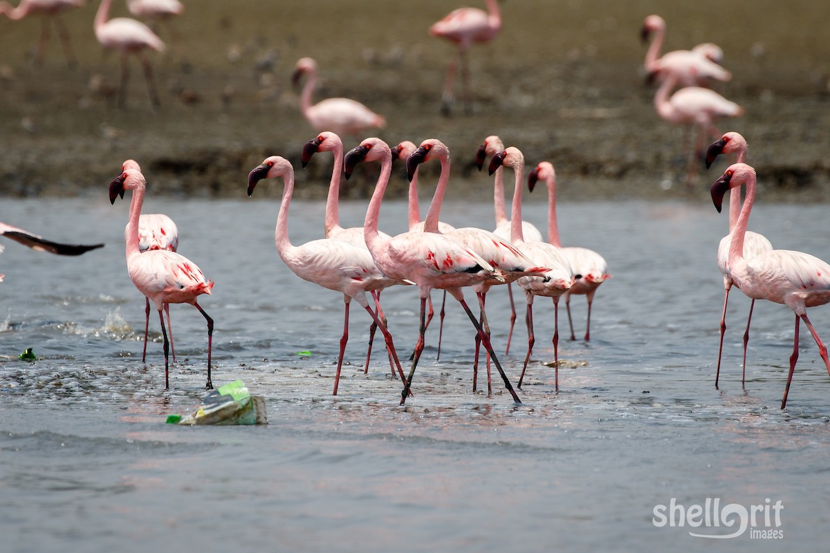 Lesser Flamingo - Luke Shelley