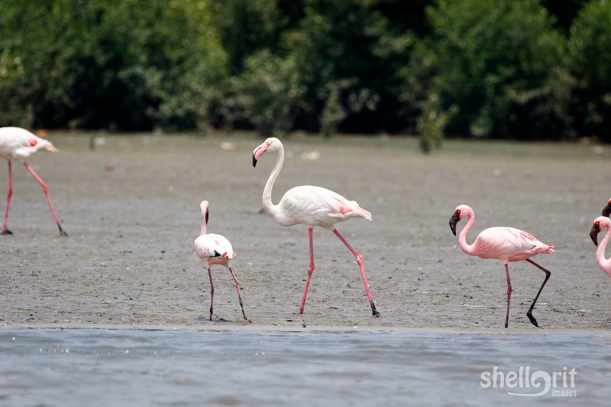 Greater Flamingo - ML62717131