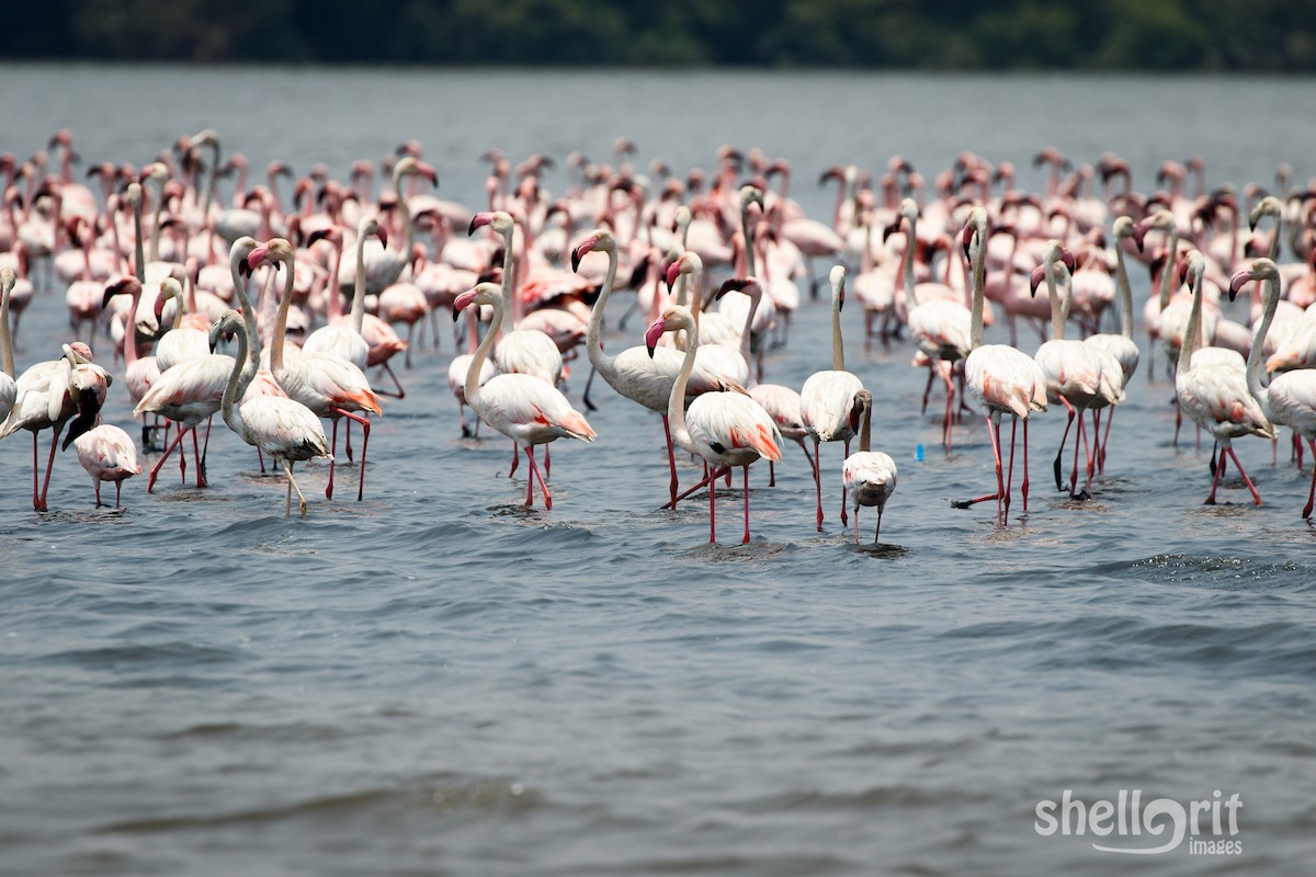 Greater Flamingo - ML62717171