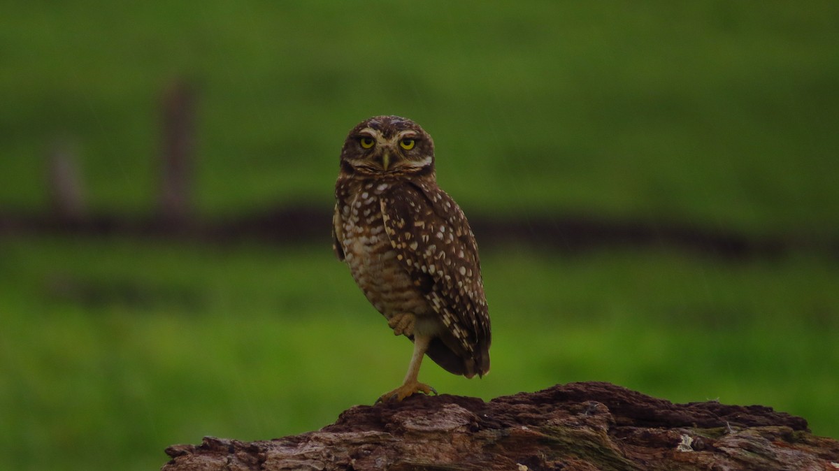 Burrowing Owl - ML62717281