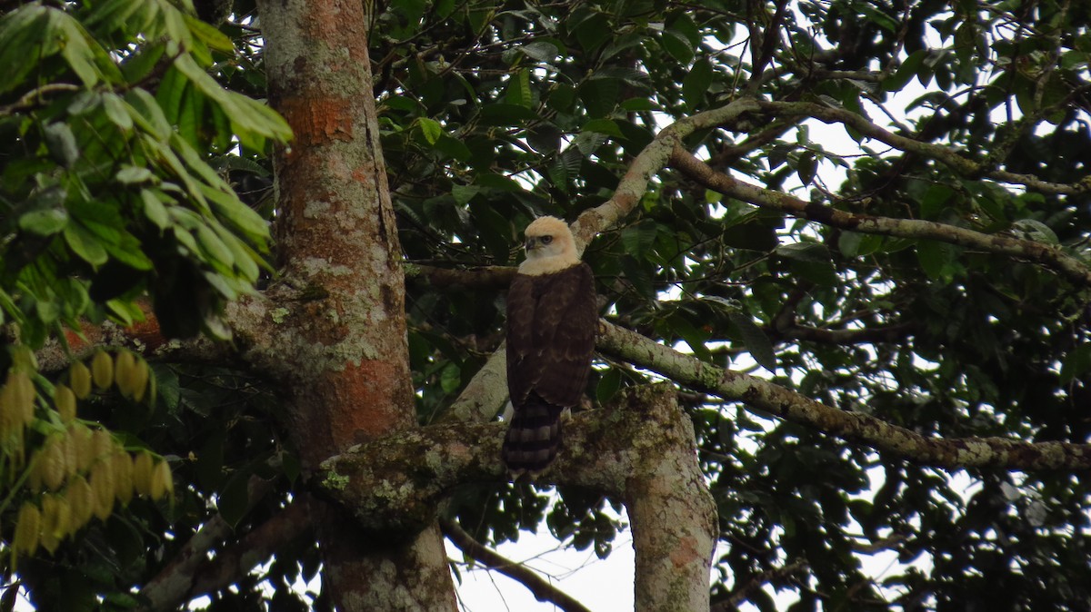 Ornate Hawk-Eagle - Jorge Muñoz García   CAQUETA BIRDING