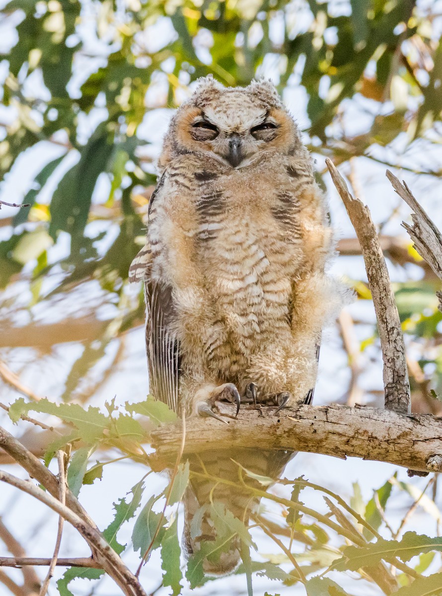 Great Horned Owl - ML62717591