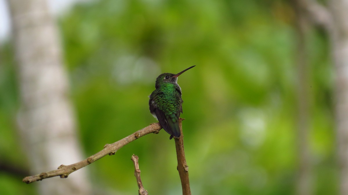 Versicolored Emerald - Jorge Muñoz García   CAQUETA BIRDING