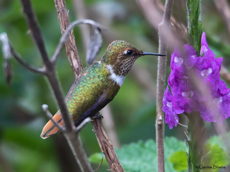 Scintillant Hummingbird - Garima Bhatia