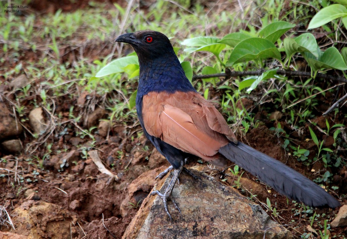 Greater Coucal (Southern) - Swapnil Thatte