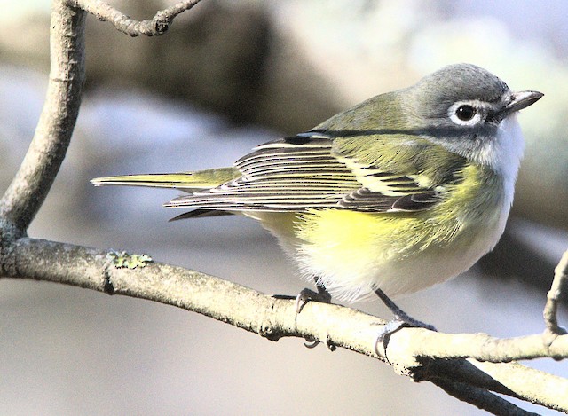 Blue-headed Vireo ML627215254